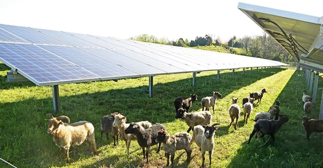 ferma fotovoltaică